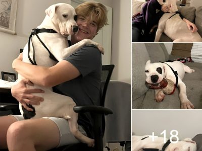 h“Longest Shelter Dog Finds Bliss: Smiling as He’s Rescued by a Loving Family”