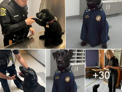 Police Officer Captivated by Abandoned Dog's Genuine Appeal and Irresistible Charms, Decides to Give Her a Forever Home