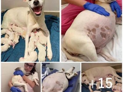 Left alone at a shelter while nine weeks pregnant, a mother dog delivers 14 adorable puppies, crafting a touching tale of new beginnings and resilience.